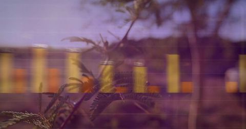 Fern silhouetting blurred train windows at dusk, motion blur and reflective light