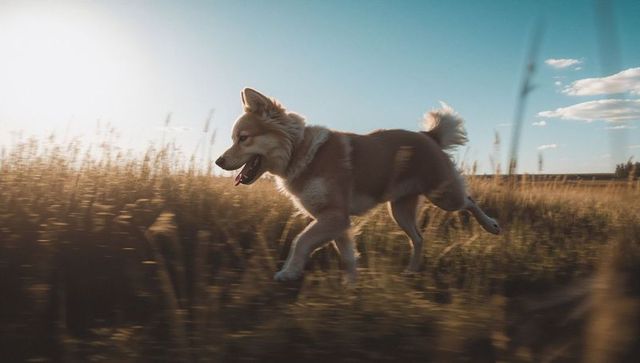 Fluffy husky-spitz running through sunlit meadow at golden hour energetic canine outdoors