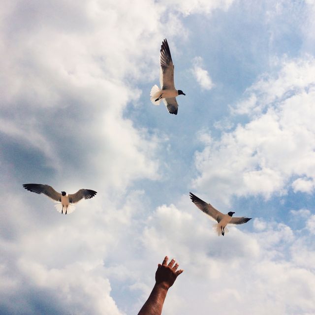 Depicting a hand reaching towards three seagulls soaring in a beautiful, cloudy sky, evoking feelings of freedom and connection to nature. Suitable for use in themes related to travel, inspiration, and serenity. Ideal for social media posts, nature blogs, and outdoor adventure promotions.