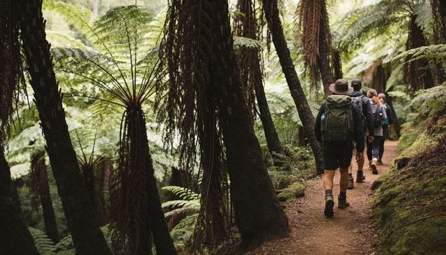 Group of hikers trekking through lush fern rainforest trail with moss-covered path