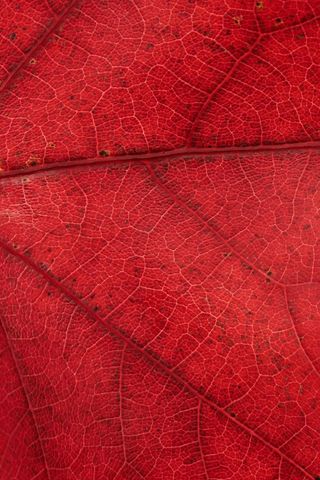 Macro Detail of Vibrant Red Fall Leaf Veins Texture for Autumn Backgrounds and Design