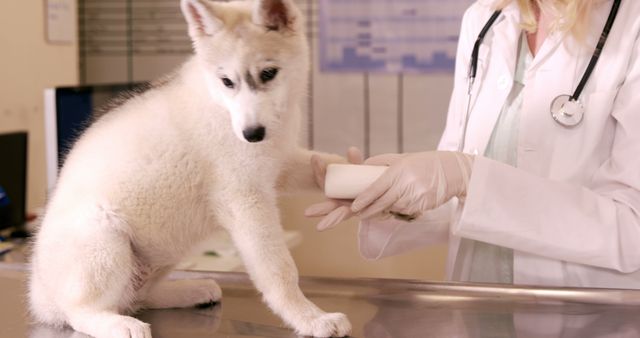 Veterinarian applies bandage to puppy's leg in an animal clinic. Ideal for use in articles about veterinary medicine, pet healthcare, animal treatment, and dog care services.