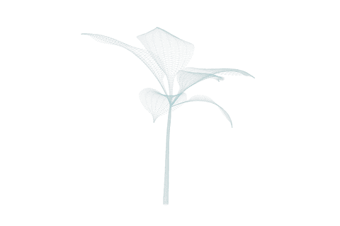 minimalist transparent flower with simplified leaf design - Download Free Stock Videos Pikwizard.com