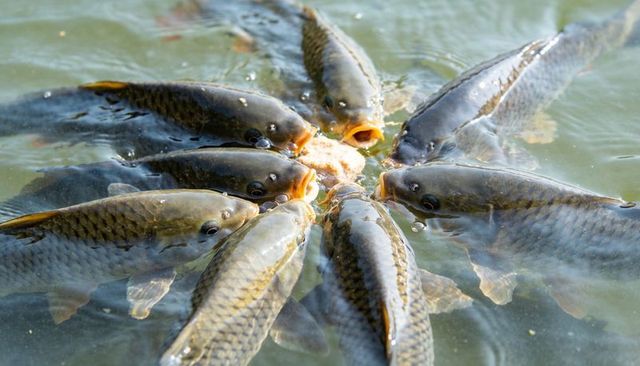 Common carp feeding and circling around bread bait at sunlit pond surface, water ripples