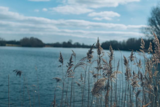 Serene waters of a lake surrounded by tall reed plants under partly cloudy sky. Ideal for use in nature-related themes, promoting relaxation or ecological tourism, and enhancing serene and peaceful environments.