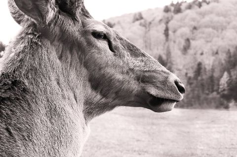 Elk gazing across misty mountain meadow monochrome portrait
