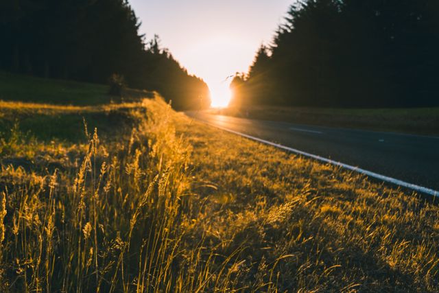 Depicts a beautiful sunrise illuminating a country road flanked by grassy fields and dense forest. Ideal for use in projects highlighting nature, tranquility, and the beauty of rural landscapes. Suitable for travel blogs, outdoor-themed advertisements, and relaxation or mindfulness content.
