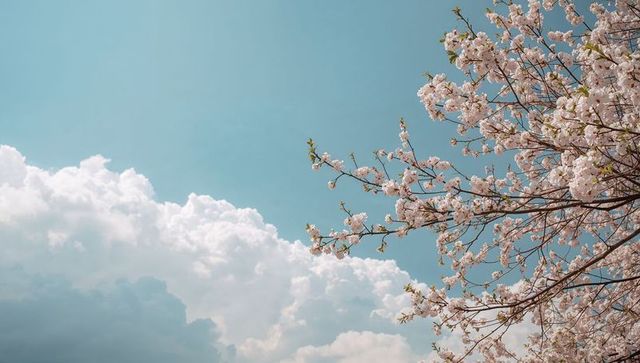 Spring cherry blossom branches framing pale turquoise sky with fluffy cumulus clouds in pastel light