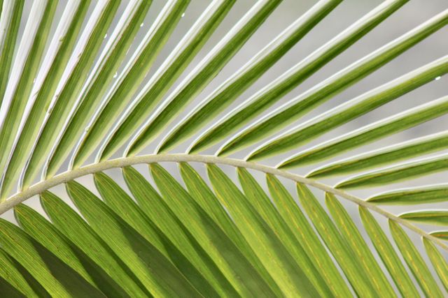 Vibrant close-up of a palm leaf with sunlight illuminating the green fronds. Ideal for use in nature, tropical and botanical themes. Perfect for backgrounds, wallpapers, and environmental campaigns showcasing foliage and greenery.