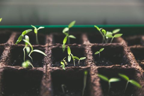 Young Green Seedlings Sprouting in Soil Bricks in Nursery