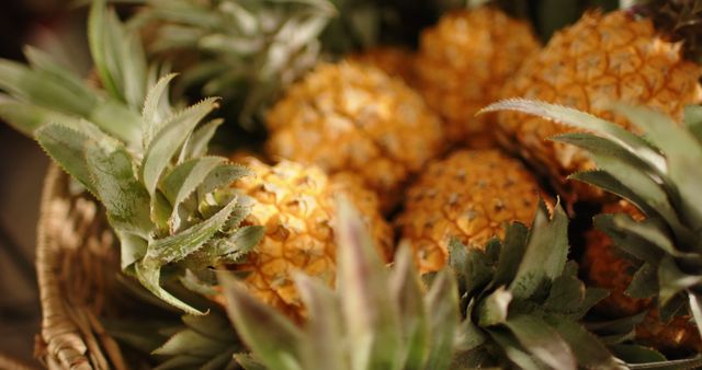 Close up of pineapples in basket at health food shop. Shopping, organic food, healthy lifestyle and local business, unaltered.