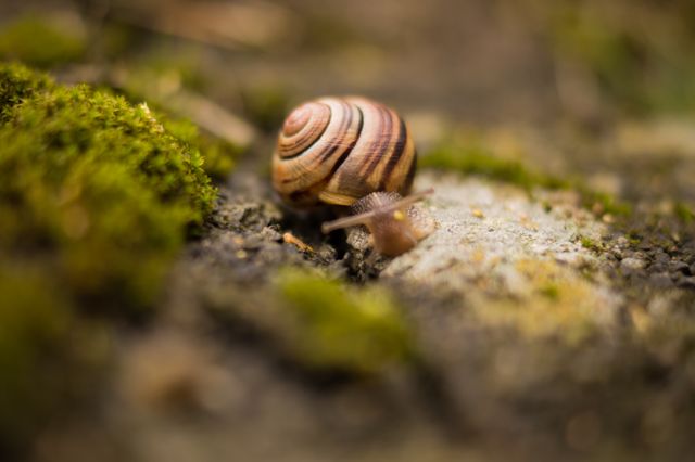 Small Snail with Spiral Shell in Natural Habitat - Download Free Stock Photos Pikwizard.com