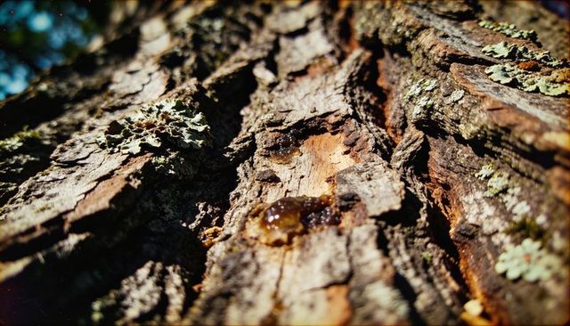 Sunlit fissured tree bark with amber sap droplets and pale lichen macro texture