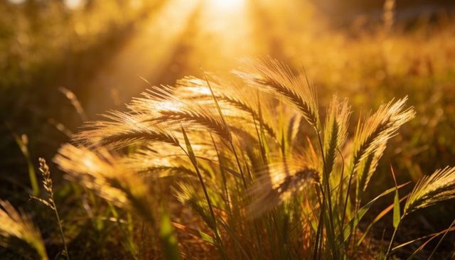 Glowing backlit wild grass catching golden hour sun rays with feathery seed heads