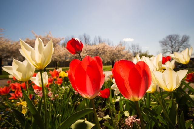 Vibrant Red and White Tulips in Springtime Garden - Download Free Stock Photos Pikwizard.com