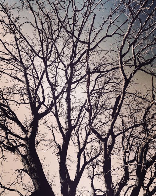 Leafless trees with delicate branching silhouetted against a sky background create a tranquil, minimalist effect. Ideal for use in environmental awareness, seasonal displays, artistic projects, or nature-themed illustrations.