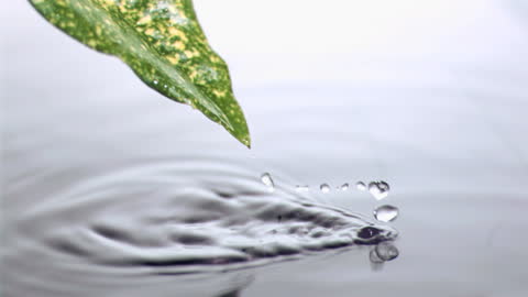 Water Droplets Gently Dripping from Leaf in Slow Motion