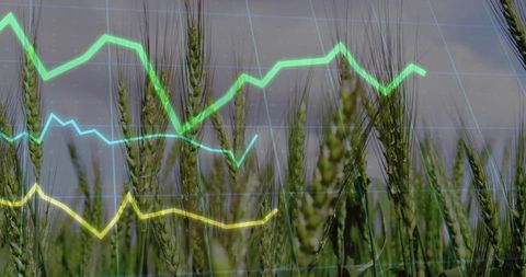 Lush wheat field with data visualization overlay on sustainability