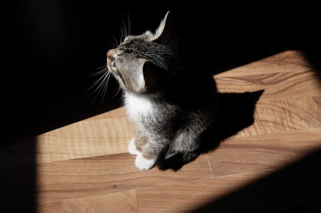 Cute Kitten Sitting in Sunlight on Wooden Floor - Download Free Stock Photos Pikwizard.com