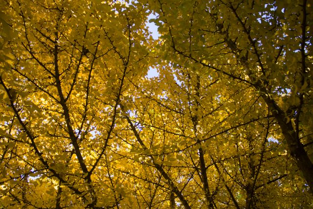 Golden leaves filling branches create a canopy against a clear sky. Ideal for autumn-themed designs, nature blogs, environmental campaigns, or seasonal marketing displays. Perfect for conveying tranquility, natural transformation, or seasonal changes.