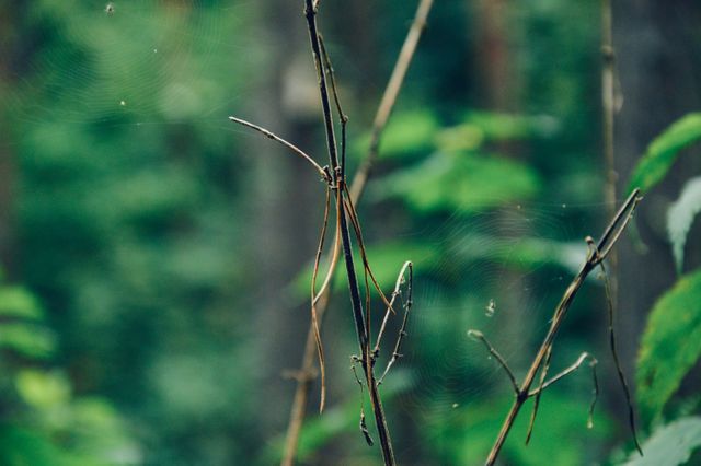 The photo depicts a close-up shot of thin twigs covered in delicate spider webs with a blurred green forest background. This image can be used to illustrate the beauty and intricacy of nature in environmental and educational settings. Ideal for websites, blogs, or presentations focused on nature, ecology, and wildlife.
