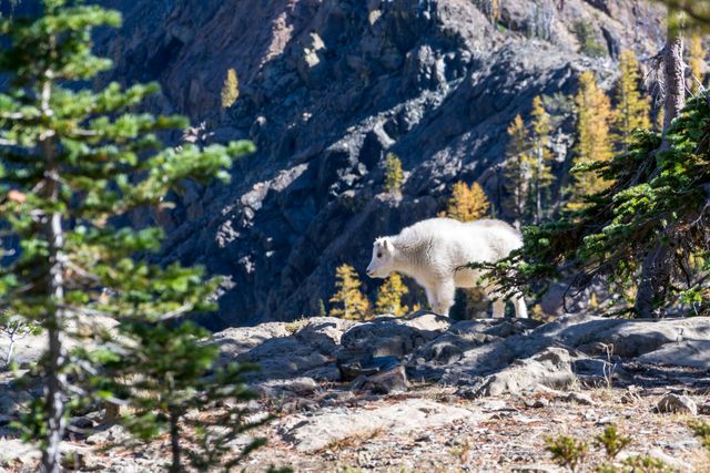 Mountain goat standing on rocky terrain in mountainous region. Captures essence of wildlife in natural habitat. Ideal for nature blogs, wildlife documentaries, educational materials, and content focusing on outdoor adventures and wildlife conservation.