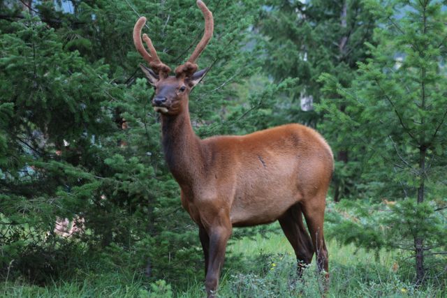 Elk standing in forest clearing. Scene features lush green evergreen trees, highlighting the wild natural habitat. Ideal for use in wildlife documentaries, nature-centric publications, conservation efforts, educational materials on wildlife, and outdoor lifestyle imagery.