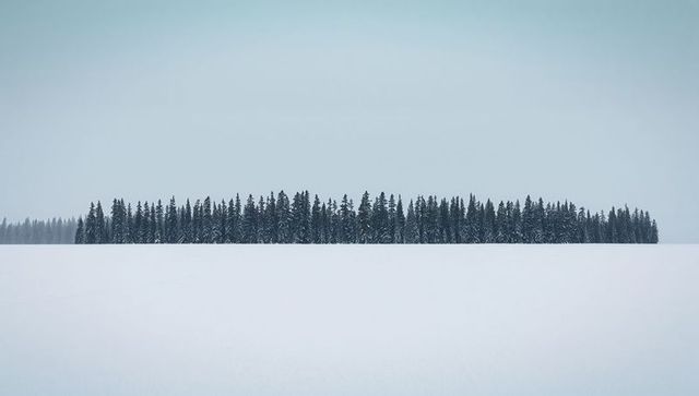 Minimalist snowplain with narrow treeline of snow-dusted conifers under hazy overcast sky