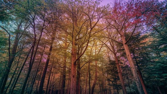 Rising Forest Canopy with Golden Sunbeams, Magenta Sky and Layered Vertical Tree Trunks