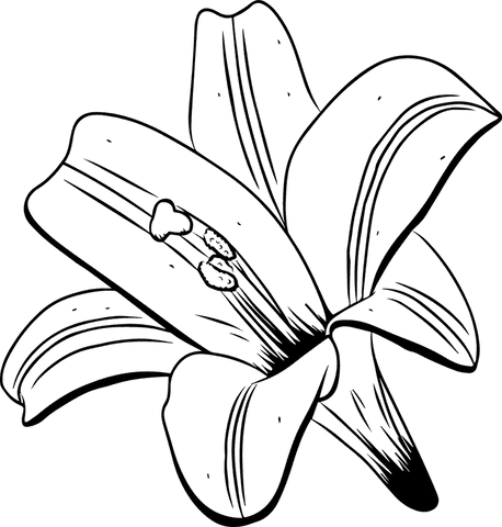 Elegant Black Line Lily Sketch on Transparent Background