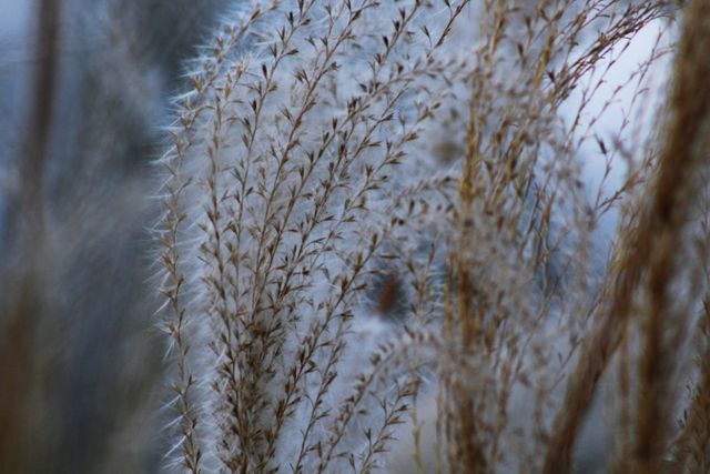 Perfect for nature or botanical projects, this image captures the soft textures and natural beauty of pampas grass in a close-up view, highlighting its delicate structure and soothing colors. Ideal for use in nature blog posts, ecological presentations, or as a calming element in design projects.