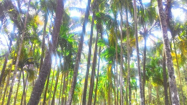 Sunlight creating a golden glow as it streams through tall palm trees in a lush tropical forest. Perfect for travel blogs, nature scenes, environmental campaigns, and summer vacation advertisements.
