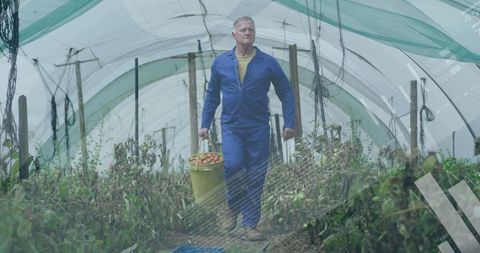 Farmer harvesting basket of tomatoes in greenhouse agriculture