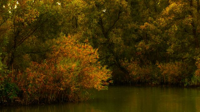 Tranquil Lake Surrounded by Trees in Autumn - Download Free Stock Photos Pikwizard.com