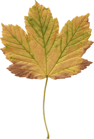 transparent fall maple leaf showing autumn colors - Download Free Stock Videos Pikwizard.com