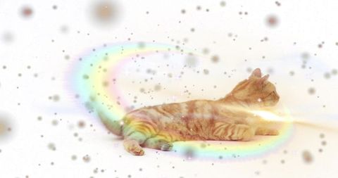 Dreamy pastel rainbow tabby cat stretching with sparkles on white background