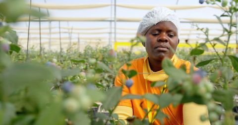 Focused Agricultural Worker Tending Blueberries in Greenhouse