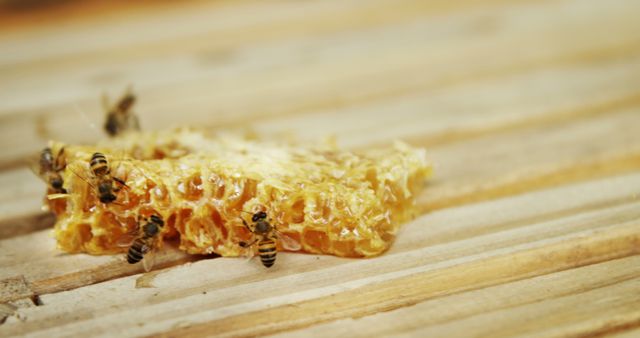 Honeybees Buzzing Around Honeycomb on Wooden Surface - Download Free Stock Images Pikwizard.com