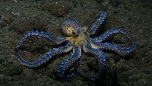 Blue-ringed octopus displaying iridescent blue warning rings on rocky seabed