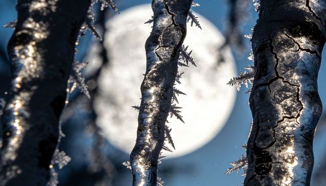 Backlit icicles with hoarfrost crystals and dendritic ice detail against sun
