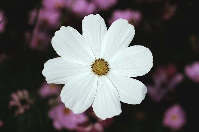 Close-up view of a single white cosmos flower with a yellow center against a blurred background of pink flowers. Use for spring or summer-themed designs, gardening content, nature decoration, floral arrangement presentations, or seasonal greeting cards.