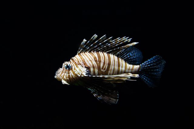 Lionfish Floating in Dark Ocean Background - Download Free Stock Photos Pikwizard.com