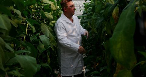 Scientist Tending Plants Greenhouse Research Botany Agriculture