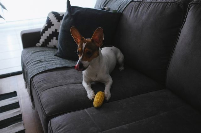 Small Dog Relaxing on Sofa with Yellow Toy - Download Free Stock Photos Pikwizard.com