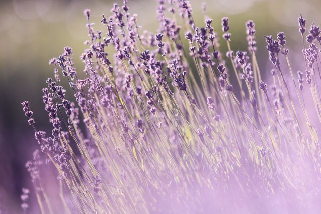 Lavender field in full bloom with a soft-focus effect captures the beauty of nature. Ideal for promoting relaxation, wellness products, natural beauty themes, or agricultural content. Perfect for backgrounds, adds a calming feeling.