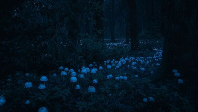 Bioluminescent mushrooms emitting blue glow in enchanted forest night