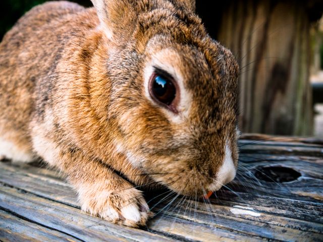 Close-Up of Curious Brown Rabbit Eating on Wooden Table - Download Free Stock Photos Pikwizard.com
