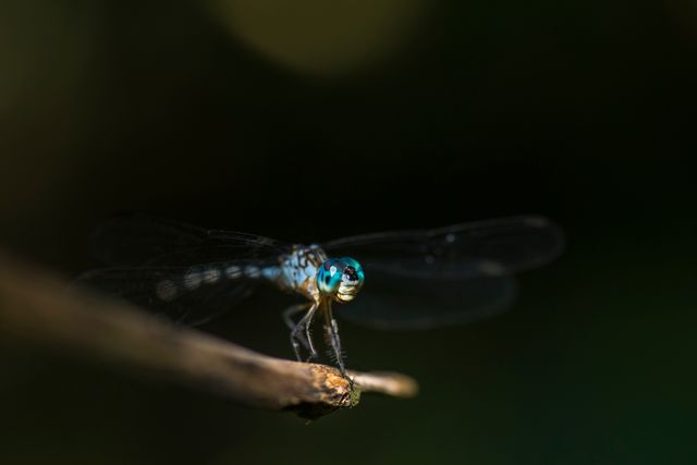 Close-Up of a Blue Dragonfly on a Twig in Dark Background - Download Free Stock Photos Pikwizard.com