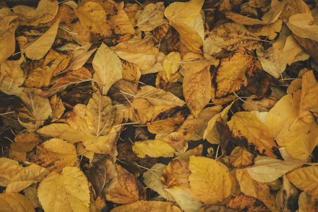 Maple Leaf Autumn - Download Free Stock Photos Pikwizard.com