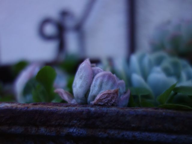 Close-Up of Succulent Plant in Rustic Pot with Soft Focus Background - Download Free Stock Images Pikwizard.com